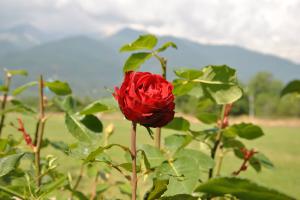 Our Gardens